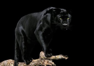 black-jaguar.jpg